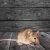 Gaithersburg Mice and Rat Control by Hughes Termite & Pest Control